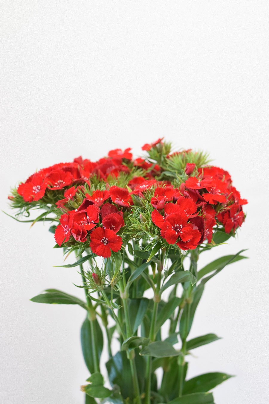 dianthus